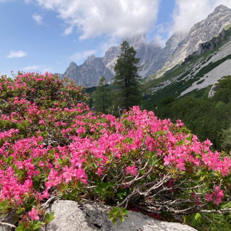 Haus Dachstein - Apartamento de 3 dormitorios - 23