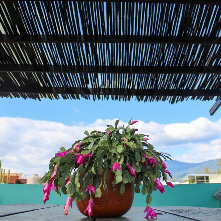 Casa Biche Authentic Experience in Jalatlaco - Apartment - 43