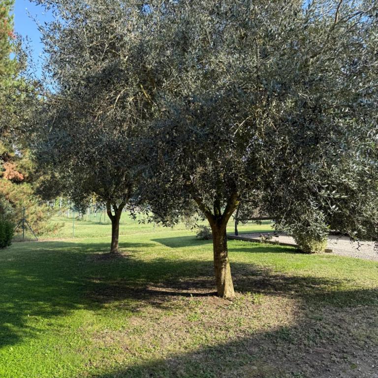 La Corte degli Ulivi - Casa di campagna con parco - Appartamento con 1 Camera da Letto - 12