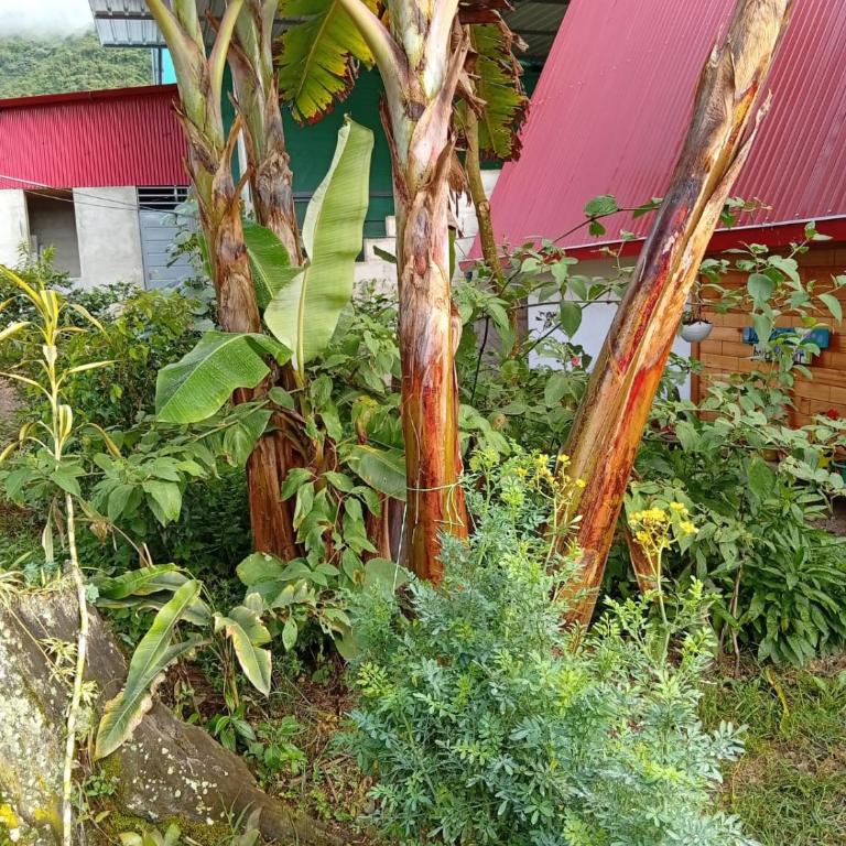 Cabañas en Oxapampa María Meininger Haus - Apartamento de 2 dormitorios - 20