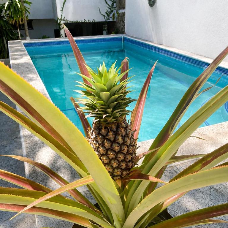 Delfin, at Casa Tres Soles Hideaway, 2Bedroom 2 Bath, Pool, near Beach and Downtown Bucerias - Apartamento de 2 dormitorios - 60
