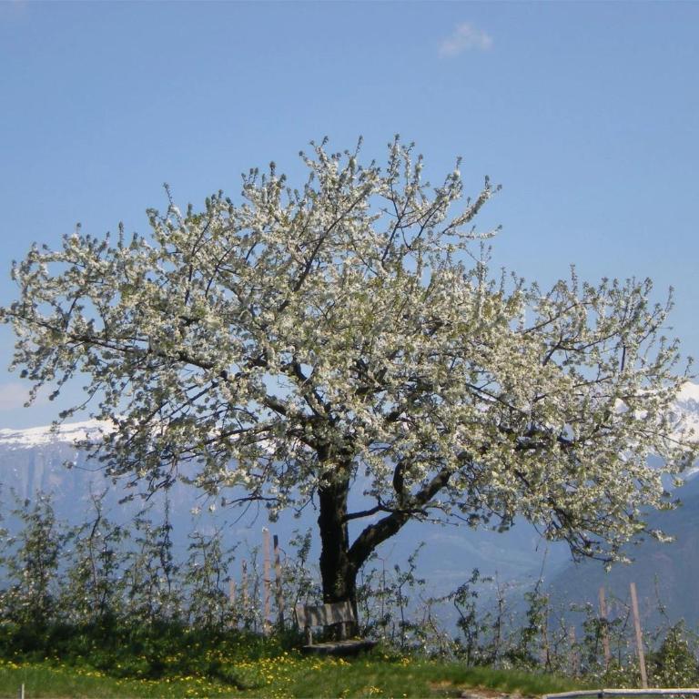 Regalterhof Eppan - Apartamento Deluxe de 2 dormitorios con vistas al jardín - 24