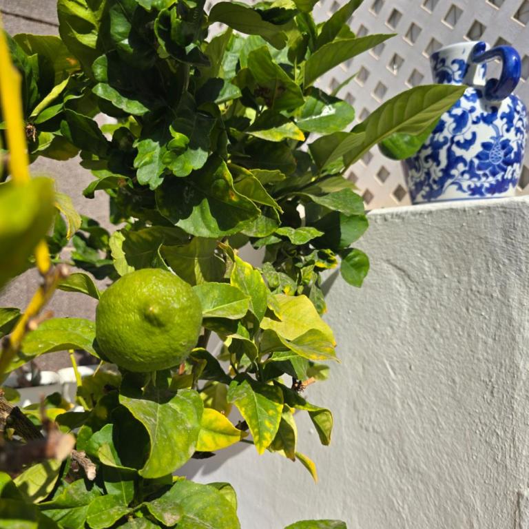 Bungalow Carola, Large private terrace, Puerto Rico - Casa de 3 dormitorios - 30