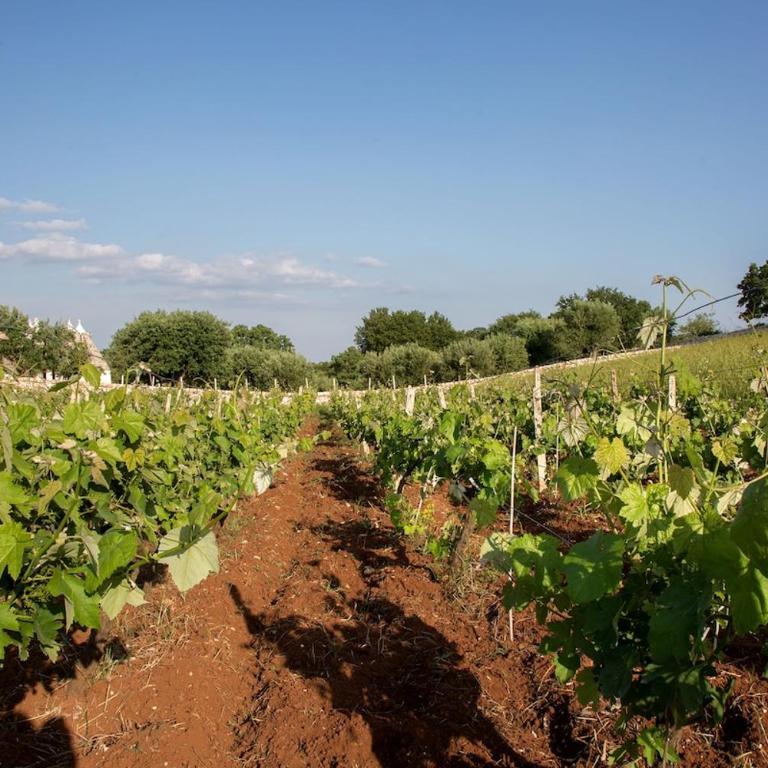 La Villa Ddò Relais di Puglia - Villa con 3 Camere da Letto - 25