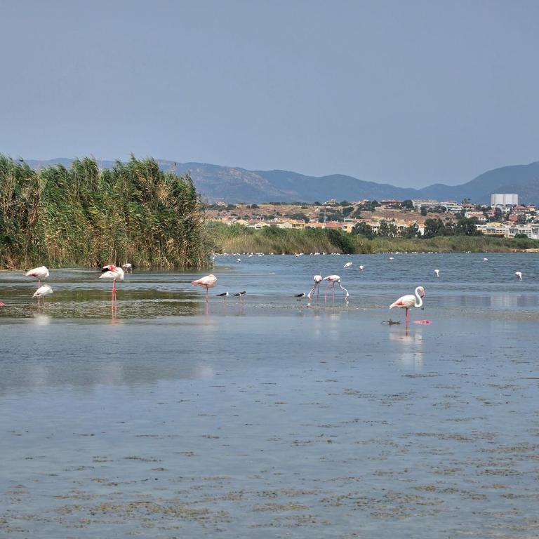 Poetto Parkside Apartment - Appartamento con 1 Camera da Letto - 26