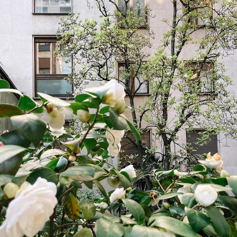 Magnolia - a Bright, Quiet Space in Central Milan - Appartement 1 Chambre - 53