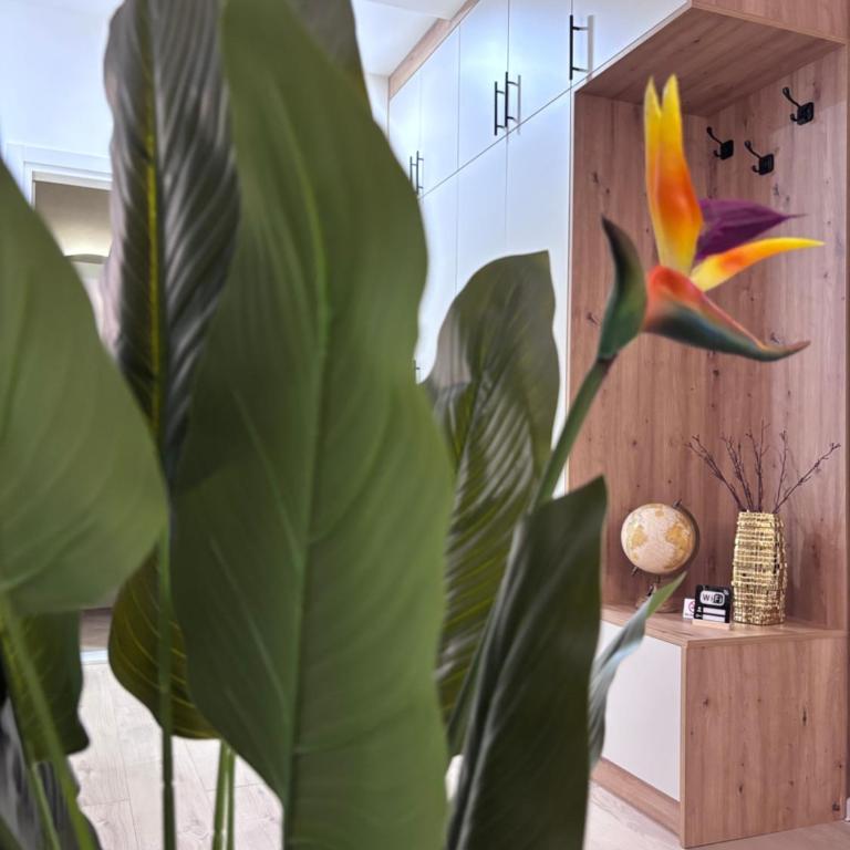 Hello Mostar - Apartman sa 1 Spavaćom Sobom - 14