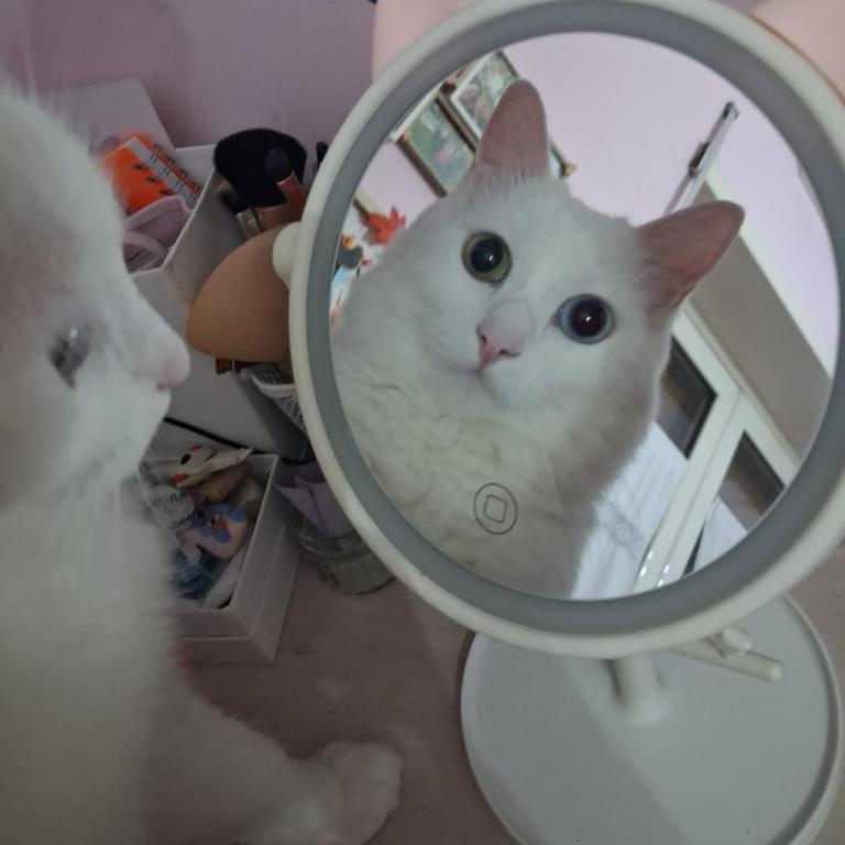 The white cat - Haus mit 1 Schlafzimmer - 15