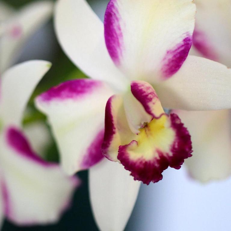 El Jardín de los Colibríes - Pereira, Risaralda - Three-Bedroom Townhouse - 53