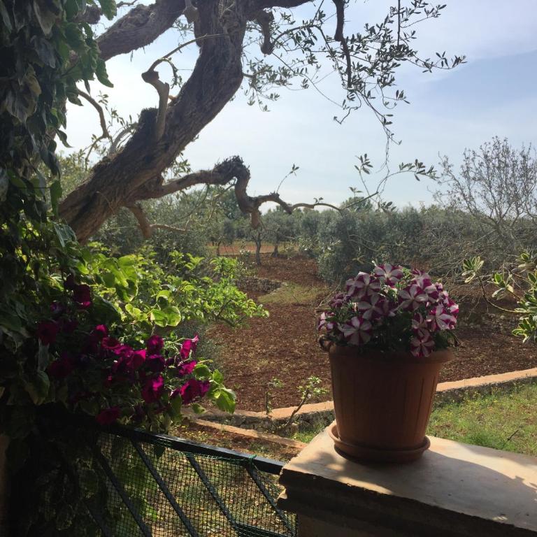 Il Trullo di Nonno Angelo San Marco - Villa con 2 Camere da Letto - 15