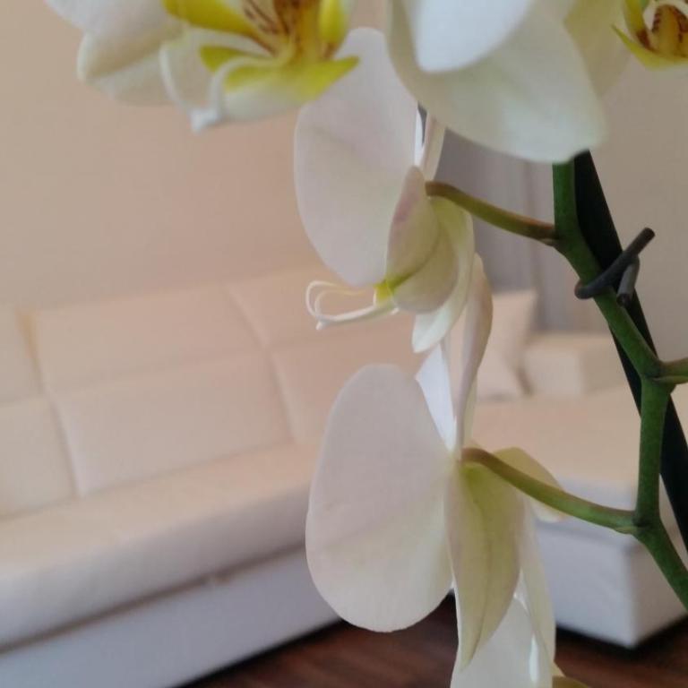 Trastevere four seasons Valadier - Appartamento Deluxe - 26