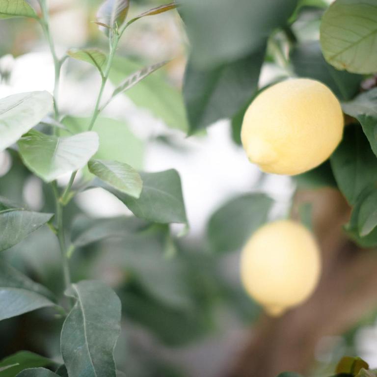 L'Orangeraie et la Palmeraie d'Endoume - Hébergement L'Orangeraie - 16