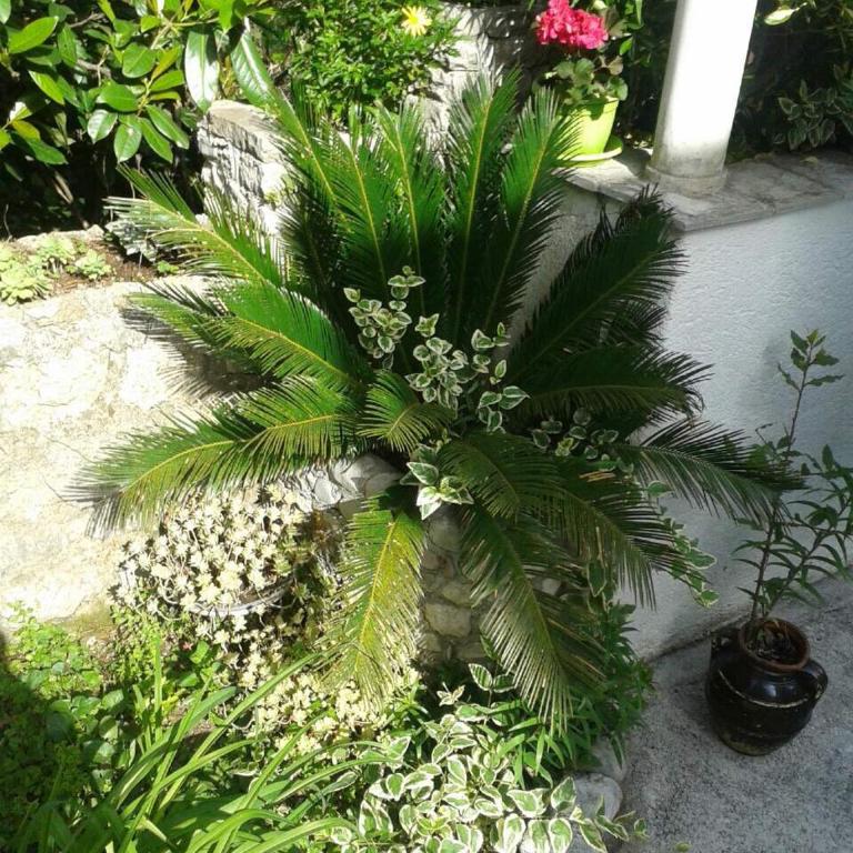 Apartments Milicevic - Studio with Terrace - 2