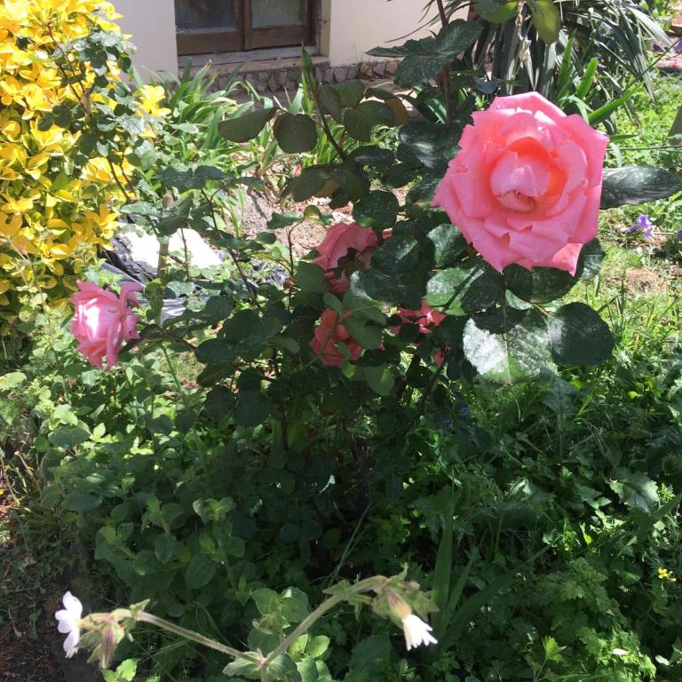 Sunny Villa Apartments - Studio sa Balkonom - 7