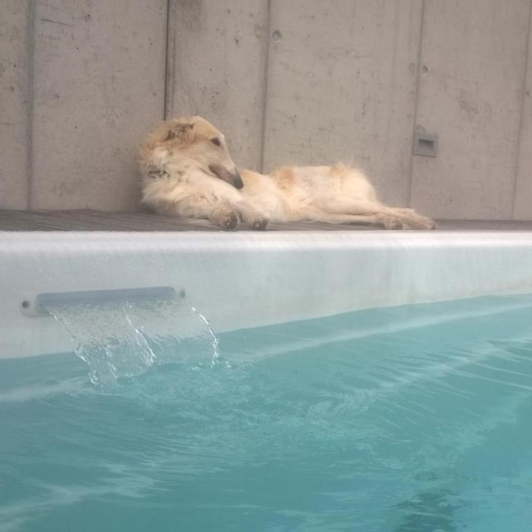 Swiss Borzoi House - Doppelzimmer mit Seeblick - 20
