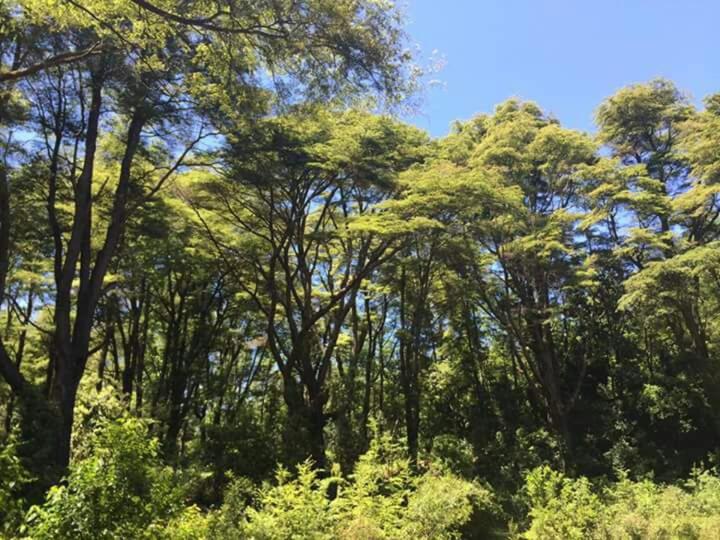 Condominio Pucon Andino - Apartamento de 3 dormitorios - 22