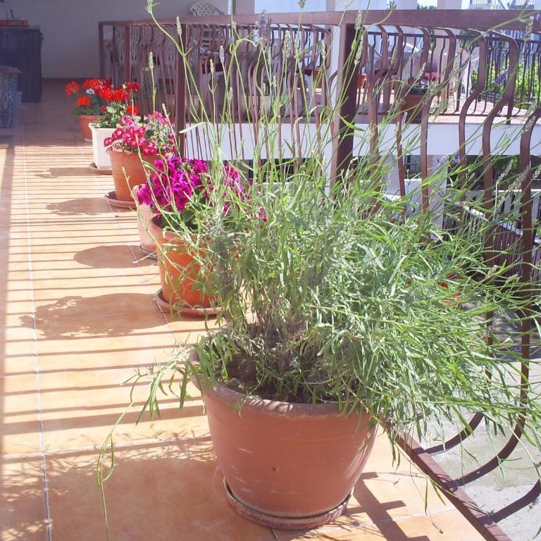 Apartmani Dado - Apartman s 1 Spavaćom Sobom - Prvi Sprat - 10
