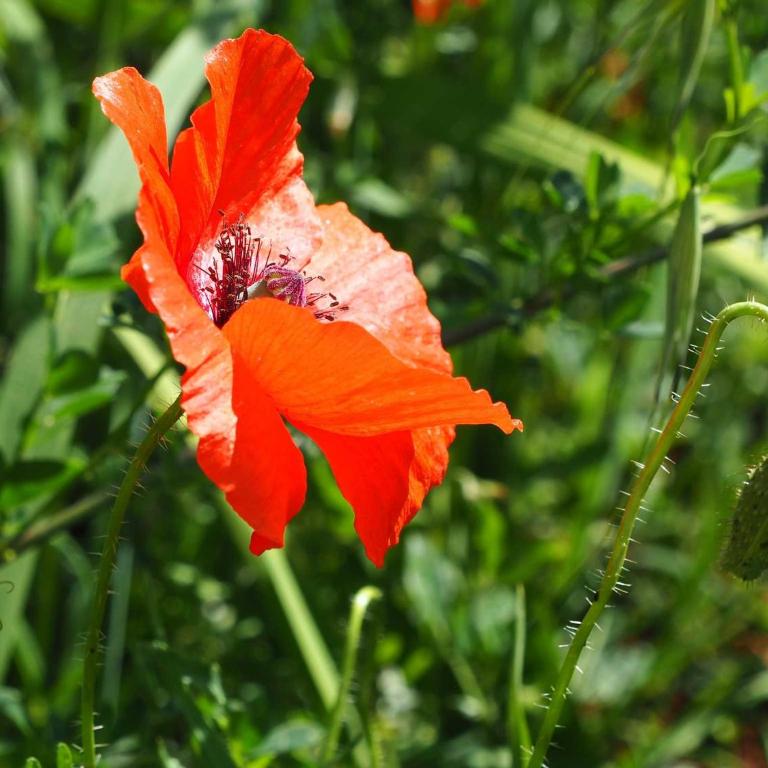 I Giardini di Pomona - Appartamento con 2 Camere da Letto - 7
