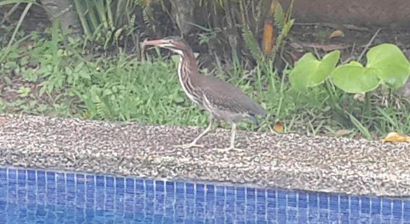 a bird standing on the edge of a pool of water, Hotel Portal Colonial in San Jose