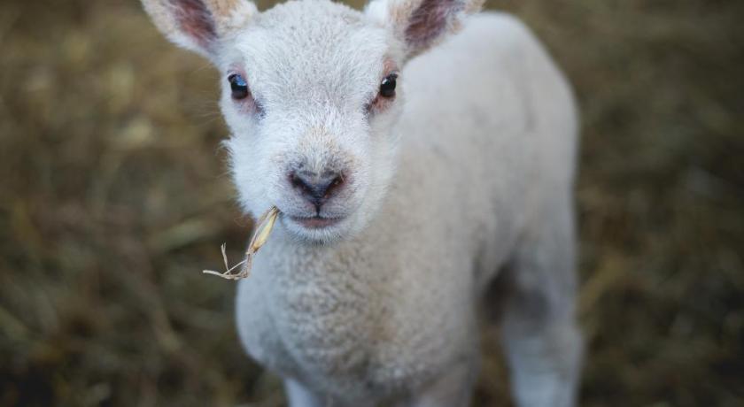 a baby sheep standing next to a larger sheep, The Tens at Owen House Farm in Manchester