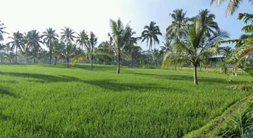 Tereng Wilis bungalows photo