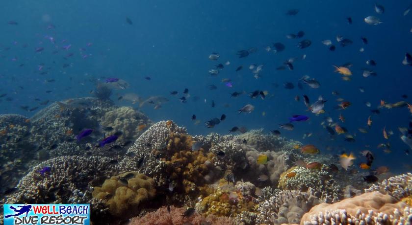 Wellbeach Dive Resort Maluay Zamboanguita Negros - 
