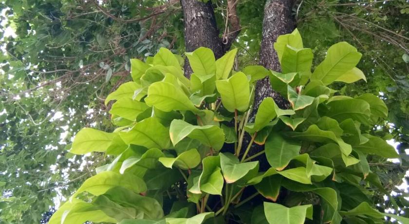 パタヤ Sor Kor Sor Resort 3つ星 ホテル プール