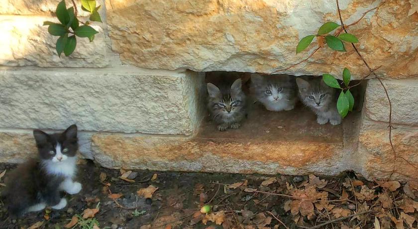 Rarumpelpunzeldornaschenwittchen photo