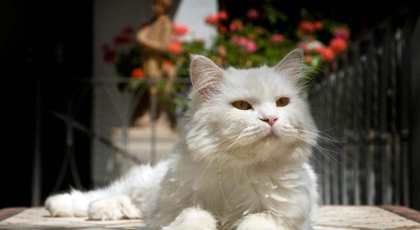 Albergo Gatto Bianco