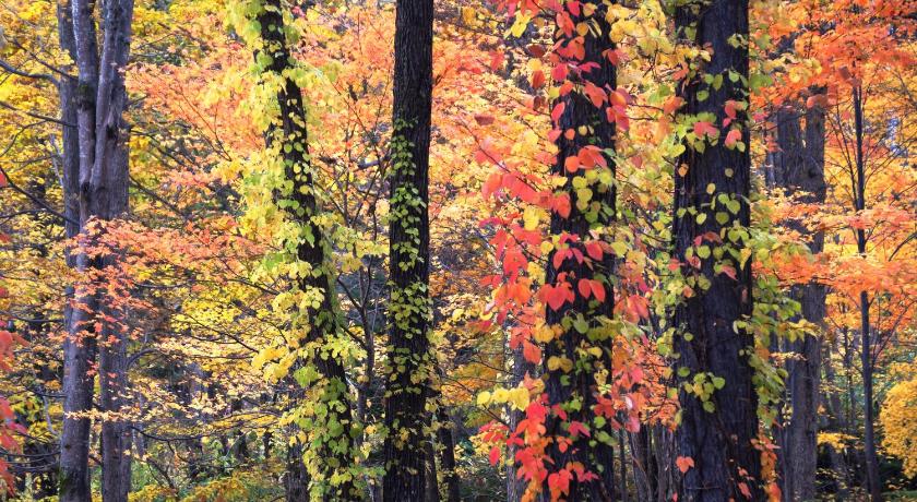 富良野 ペンションあしたや 富良野 年 最新料金 円 部屋写真 口コミ
