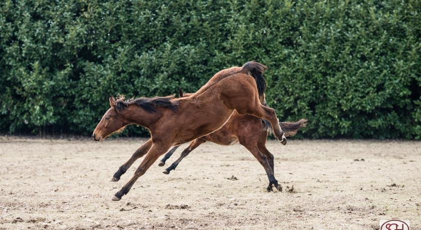 San Giacomo Horses & Agriturismo photo
