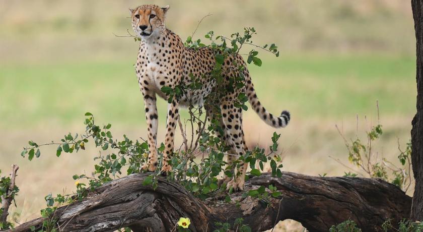 One Nature Nyaruswiga Serengeti photo