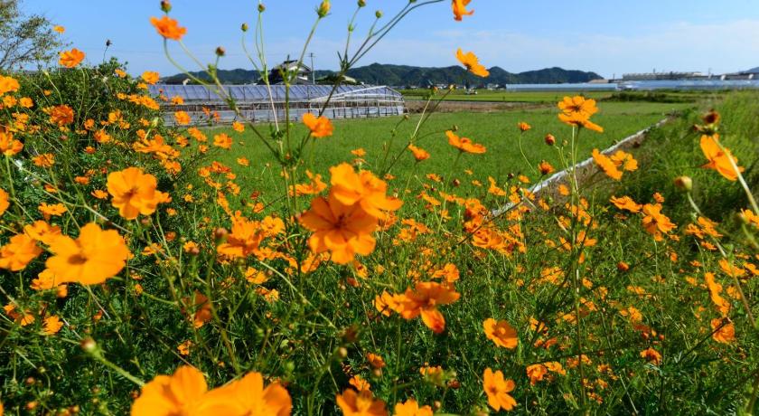 a field with a bunch of flowers in it, Haruno Guest House in Kochi