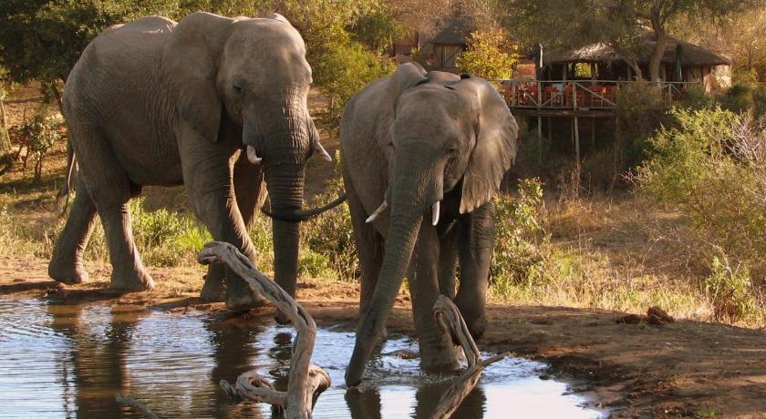 Umlani Bushcamp photo