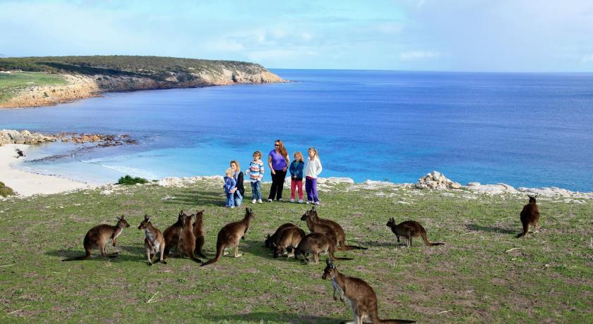 a number of animals on a beach near a body of water, Waves and Wildlife Cottages in Kangaroo Island