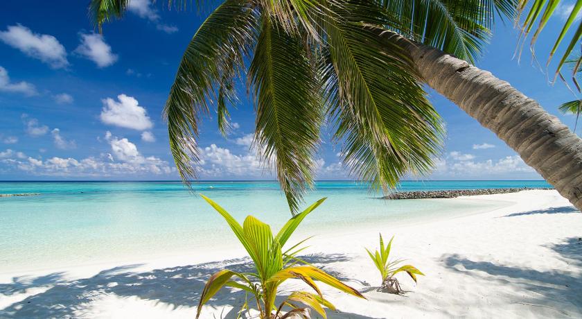 a beach with palm trees and palm trees, Summer Island Maldives in Maldive Islands