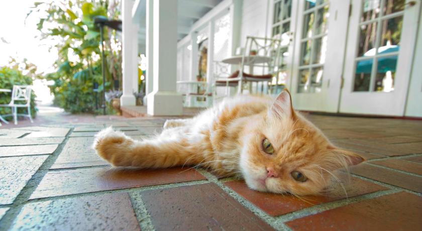 a cat that is laying down on the ground, The Gardens Hotel in Key West (FL)