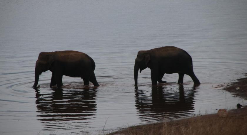 City- in Safari Resort photo