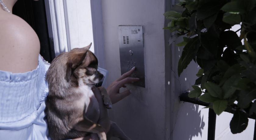 a person petting a dog in front of a window, B+B Belgravia in London