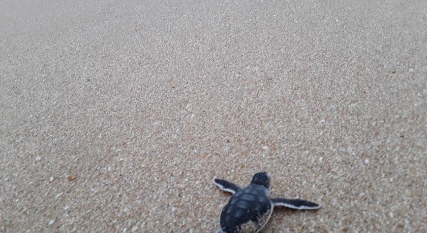 Green turtle — Hotel in Tangalle