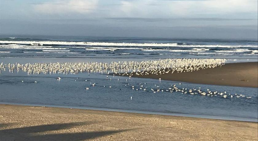 Webb's Scenic Surf photo