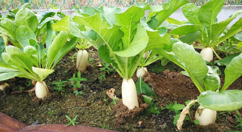 关丹 The Greenery Garden Homestay 3星级 民宿 大堂