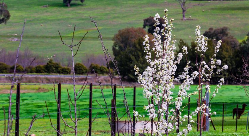 Hillview Farmstay photo
