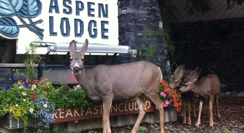 Banff Aspen Lodge