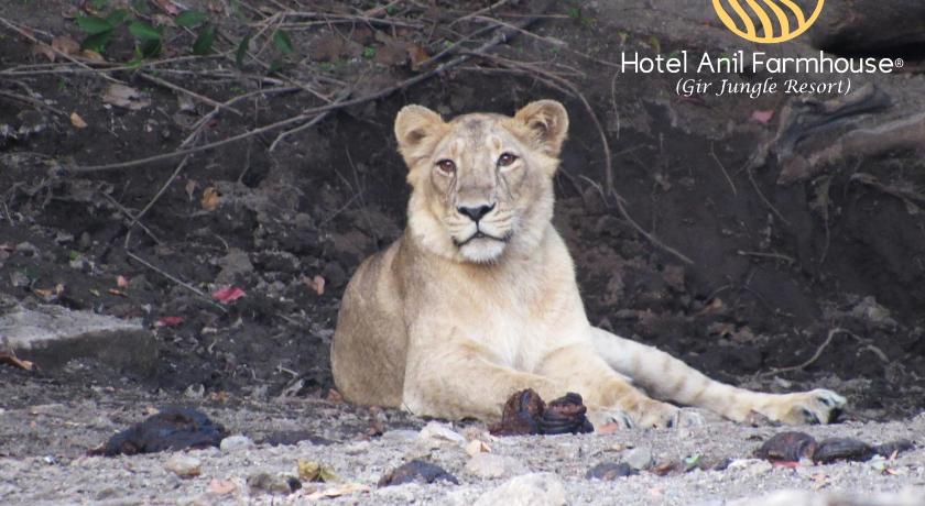 Hotel Anil Farmhouse - Gir Jungle Resort