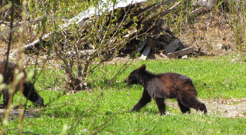 Bear Valley Guesthouse photo