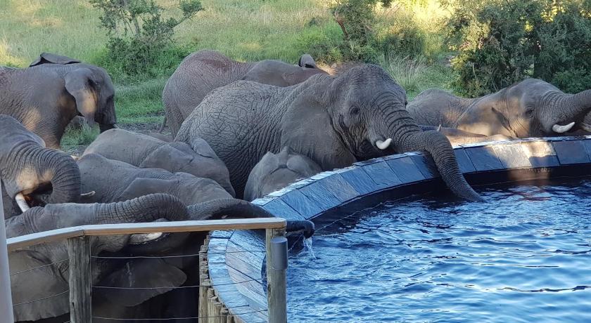 Nambiti Plains Private Game Lodge photo