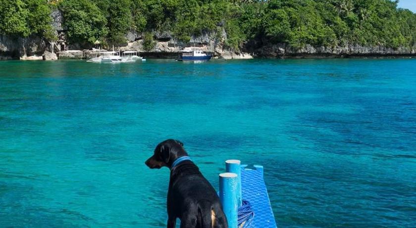 a dog standing on top of a blue surfboard, Bohol Lahoy Dive Resort in Bohol