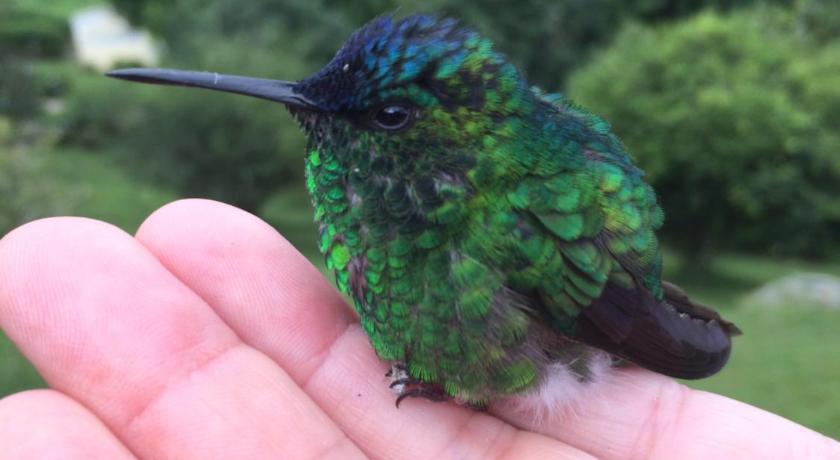 Pousada Kolibri photo