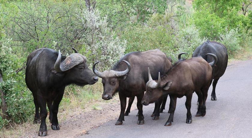Mabalingwe Elephant Lodge Unit 165 A Visarend Prices - 